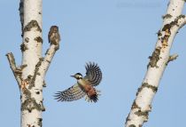 Сыч воробьиный Glaucidium passerinum
Filename=8Z2A7675.jpg
Filesize=68KB
Dimensions=900x615
Date added=Nov 20, 2016 8Z2A7675.jpg