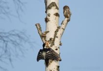 Сыч воробьиный Glaucidium passerinum
Filename=8Z2A7677.jpg
Filesize=188KB
Dimensions=900x628
Date added=Nov 20, 2016 8Z2A7677.jpg