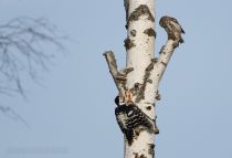 Сыч воробьиный Glaucidium passerinum
Filename=8Z2A7683.jpg
Filesize=171KB
Dimensions=900x617
Date added=Nov 20, 2016 8Z2A7683.jpg