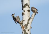 Сыч воробьиный Glaucidium passerinum
Filename=8Z2A7698.jpg
Filesize=204KB
Dimensions=900x626
Date added=Nov 20, 2016 8Z2A7698.jpg