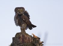 Сыч воробьиный Glaucidium passerinum
Filename=8Z2A7726.jpg
Filesize=149KB
Dimensions=900x660
Date added=Nov 20, 2016 8Z2A7726.jpg
