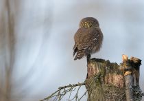 Сыч воробьиный Glaucidium passerinum best
Filename=8Z2A7813.jpg
Filesize=207KB
Dimensions=900x634
Date added=Nov 20, 2016 8Z2A7813.jpg
