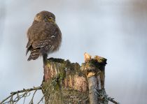 Сыч воробьиный Glaucidium passerinum
Filename=8Z2A7821.jpg
Filesize=233KB
Dimensions=900x641
Date added=Nov 20, 2016 8Z2A7821.jpg