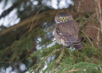 Сыч воробьиный Glaucidium passerinum
Filename=8Z2A7837.jpg
Filesize=298KB
Dimensions=900x644
Date added=Nov 20, 2016 8Z2A7837.jpg