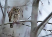 Filename=8Z2A7950.jpg
Filesize=246KB
Dimensions=1100x779
Date added=Dec 27, 2020 8Z2A7950.jpg