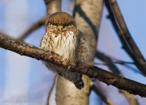 Сыч воробьиный Glaucidium passerinum
Filename=IMG_6684.jpg
Filesize=235KB
Dimensions=900x650
Date added=Jan 29, 2012 IMG_6684.jpg