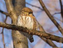 Сыч воробьиный Glaucidium passerinum
Filename=IMG_6808.jpg
Filesize=257KB
Dimensions=900x687
Date added=Jan 29, 2012 IMG_6808.jpg