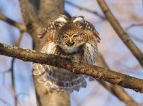 IMG_6868.jpg