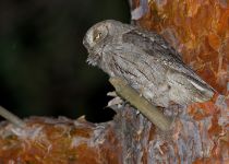 СплюШка Otus scops
Filename=IMG_6772.jpg
Filesize=324KB
Dimensions=900x646
Date added=May 05, 2015 IMG_6772.jpg