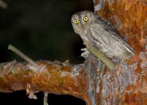 СплюШка Otus scops
Filename=IMG_6780.jpg
Filesize=356KB
Dimensions=900x649
Date added=May 05, 2015 IMG_6780.jpg