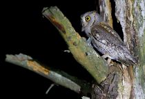 СплюШка Otus scops
Filename=IMG_6827.jpg
Filesize=266KB
Dimensions=900x618
Date added=May 05, 2015 IMG_6827.jpg