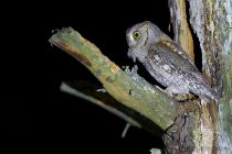 СплюШка Otus scops
Filename=IMG_7109.jpg
Filesize=261KB
Dimensions=900x600
Date added=May 05, 2015 IMG_7109.jpg