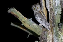 СплюШка Otus scops
Filename=IMG_7126.jpg
Filesize=290KB
Dimensions=900x600
Date added=May 05, 2015 IMG_7126.jpg