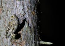 СплюШка Otus scops
Filename=IMG_7228.jpg
Filesize=298KB
Dimensions=900x633
Date added=May 05, 2015 IMG_7228.jpg