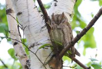 СплюШка Otus scops
Filename=IMG_7987.jpg
Filesize=294KB
Dimensions=900x611
Date added=May 14, 2013 IMG_7987.jpg
