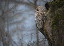 Неясыть серая Strix aluco
Filename=8Z2A5771.jpg
Filesize=203KB
Dimensions=900x657
Date added=Dec 16, 2017 8Z2A5771.jpg