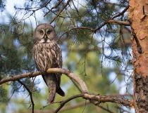 Бородатая неясыть Strix nebulosa
Filename=8Z2A7608.jpg
Filesize=381KB
Dimensions=900x690
Date added=Jun 15, 2018 8Z2A7608.jpg