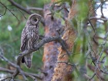 Бородатая неясыть Strix nebulosa
Filename=8Z2A7637.jpg
Filesize=287KB
Dimensions=900x678
Date added=Jun 15, 2018 8Z2A7637.jpg