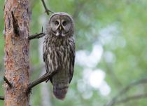 Бородатая неясыть Strix nebulosa
Filename=8Z2A7701.jpg
Filesize=223KB
Dimensions=900x650
Date added=Jun 15, 2018 8Z2A7701.jpg