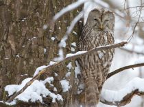 Неясыть длиннохвостая Strix uralensis
Filename=IMG_3022.jpg
Filesize=420KB
Dimensions=900x674
Date added=Jan 26, 2015 IMG_3022.jpg