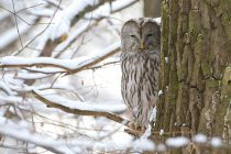 Неясыть длиннохвостая Strix uralensis
Filename=IMG_3037.jpg
Filesize=297KB
Dimensions=900x600
Date added=Jan 25, 2015 IMG_3037.jpg