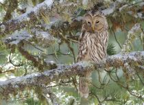 Неясыть длиннохвостая Strix uralensis altay2012 best
Filename=IMG_5952.jpg
Filesize=468KB
Dimensions=900x660
Date added=Jun 16, 2012 IMG_5952.jpg