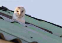 Обыкновенная сипуха Tyto alba azer2017
Filename=8Z2A0327.jpg
Filesize=149KB
Dimensions=900x630
Date added=Mar 05, 2017 8Z2A0327.jpg