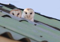Обыкновенная сипуха Tyto alba azer2017
Filename=8Z2A0349.jpg
Filesize=197KB
Dimensions=900x638
Date added=Mar 05, 2017 8Z2A0349.jpg