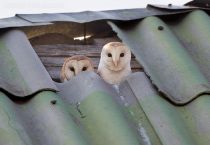 Обыкновенная сипуха Tyto alba azer2017
Filename=8Z2A0380.jpg
Filesize=251KB
Dimensions=900x623
Date added=Mar 05, 2017 8Z2A0380.jpg