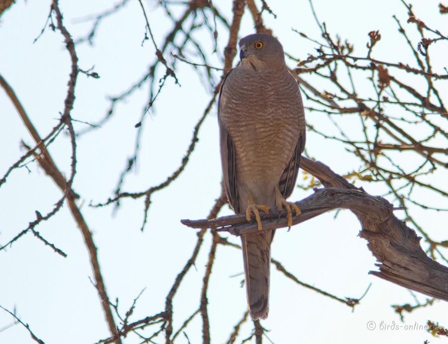 Тювик обыкновенный (Accipiter badius)
Keywords: Тювик обыкновенный Accipiter badius kz2010