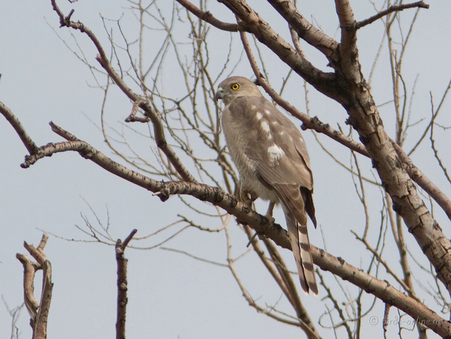 Тювик обыкновенный (Accipiter badius)
Keywords: Тювик туркестанский Accipiter badius kz2010