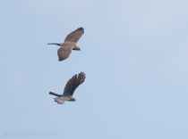 Тювик обыкновенный Accipiter badius azer2018
Filename=8Z2A3369.jpg
Filesize=57KB
Dimensions=900x669
Date added=Jun 14, 2018 8Z2A3369.jpg