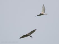 Тювик обыкновенный Accipiter badius azer2018
Filename=8Z2A3384.jpg
Filesize=70KB
Dimensions=900x665
Date added=Jun 14, 2018 8Z2A3384.jpg