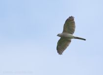 Тювик обыкновенный Accipiter badius azer2018
Filename=8Z2A3404.jpg
Filesize=88KB
Dimensions=900x660
Date added=Jun 14, 2018 8Z2A3404.jpg