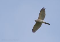 Тювик обыкновенный Accipiter badius azer2018
Filename=8Z2A3412.jpg
Filesize=109KB
Dimensions=900x628
Date added=Jun 14, 2018 8Z2A3412.jpg