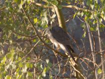 Тювик обыкновенный Accipiter badius kz2010
Filename=IMG_7039.jpg
Filesize=181KB
Dimensions=900x680
Date added=Jun 02, 2010 IMG_7039.jpg