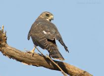 Тювик европейский Accipiter brevipes dagestan
молодая птица
Filename=IMG_1703.jpg
Filesize=229KB
Dimensions=900x657
Date added=Aug 12, 2011 IMG_1703.jpg