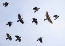 Тетеревятник Accipiter gentilis
Filename=8Z2A3396.jpg
Filesize=167KB
Dimensions=1200x862
Date added=Oct 08, 2022 8Z2A3396.jpg