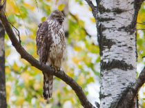 Тетеревятник Accipiter gentilis
молодая птица
Filename=IMG_3459.jpg
Filesize=290KB
Dimensions=900x675
Date added=Oct 15, 2011 IMG_3459.jpg