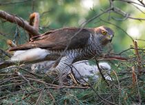 Тетеревятник Accipiter gentilis
Filename=IMG_7537.jpg
Filesize=390KB
Dimensions=900x652
Date added=May 29, 2011 IMG_7537.jpg