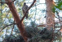 Тетеревятник Accipiter gentilis
Filename=IMG_7837.jpg
Filesize=519KB
Dimensions=900x611
Date added=Jun 15, 2011 IMG_7837.jpg