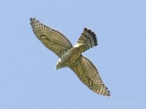 Тетеревятник (Accipiter gentilis)
Молодая птица
Filename=_MG_8978.JPG
Filesize=73KB
Dimensions=800x600
Date added=Sep 23, 2007 _MG_8978.JPG