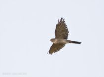 Малый перепелятник Accipiter gularis primorye2023
Filename=8Z2A9673.jpg
Filesize=63KB
Dimensions=1100x812
Date added=Oct 08, 2023 8Z2A9673.jpg