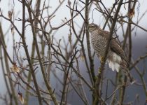 Перепелятник Accipiter nisus sochi2018
Filename=8Z2A6179.jpg
Filesize=278KB
Dimensions=900x645
Date added=Jan 21, 2018 8Z2A6179.jpg