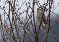 Перепелятник Accipiter nisus sochi2018
Filename=8Z2A6181.jpg
Filesize=258KB
Dimensions=900x641
Date added=Jan 21, 2018 8Z2A6181.jpg