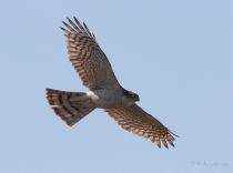 Перепелятник Accipiter nisus kz2010
Filename=IMG_5681.jpg
Filesize=118KB
Dimensions=900x672
Date added=Jun 01, 2010 IMG_5681.jpg