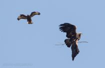 Орел могильник Aquila heliaca azer2017
Filename=8Z2A1305.jpg
Filesize=124KB
Dimensions=900x588
Date added=Mar 04, 2017 8Z2A1305.jpg