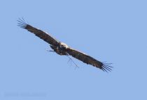 Орел могильник Aquila heliaca azer2017
Filename=8Z2A1314.jpg
Filesize=152KB
Dimensions=900x620
Date added=Mar 04, 2017 8Z2A1314.jpg