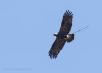 Орел могильник Aquila heliaca azer2017
Filename=8Z2A1327.jpg
Filesize=96KB
Dimensions=900x648
Date added=Mar 04, 2017 8Z2A1327.jpg
