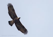 Беркут Aquila chrysaetus azer2018
Filename=8Z2A4655.jpg
Filesize=98KB
Dimensions=900x628
Date added=Oct 07, 2018 8Z2A4655.jpg
